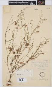 Image result for Kyllingiella microcephala