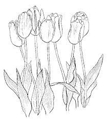Tulips Free Printable Coloring Pages Flower Coloring Pages Coloring Pages Painting Patterns
