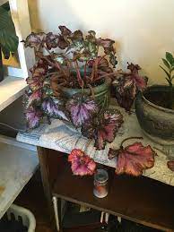 The stems may be upright or drooping, the latter often used in hanging baskets. Someone Please Save My Rex Begonia It S Leaves Are Turning Orange And Falling Off In The Summer It Was A Beautiful Big Bushy Plant And Now It S Not Droopy And Not Looking