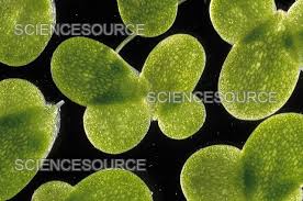 Image result for Lemna minor