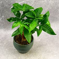 Image result for pachira obrázek