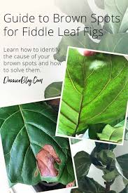 We did not find results for: How To Identify Treat Fiddle Leaf Fig Brown Spots Dossier Blog