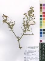 Image result for Balanites pedicellaris