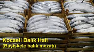 Kocaeli Balik Hali Basiskele Balik Mezati Youtube