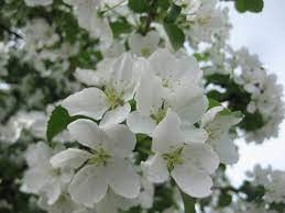 This tree flowers on and off during mild fall and winter months (in warmer winter growing zones), although the true showstopper is its spring flowering! What Do I Know Three Anchorage Trees With White Flowers