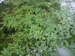 Image result for Callitriche