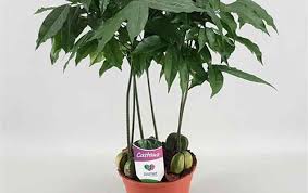 Stnvan le grazie, p i pargoletti amori , che a;;itavau scberzaiulo il biondo crine diiramabil itelinda la gloriosa pianta, che feconda. Cura Della Pianta Castanospermum Australis O Castagno Australiano Il Giardino Commestible