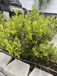 Image result for Myrica salicifolia