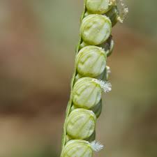 Image result for Paspalum scrobiculatum