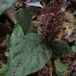 Image result for Brachystephanus