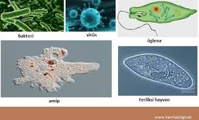 5 Sinif Mikroskobik Canlilar