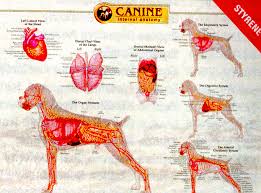 canine anatomy laminated chart set of three lfa 92510