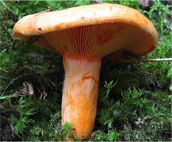 Lactaire Delicieux Champignon Comestible Champignons Sauvages Cueillette Champignon