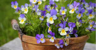 Search for flowers with us. Annuals You Can Plant For Early Spring Save Ca Community