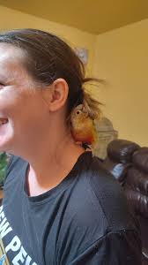 Two Greencheeck Conures, Original color male, and pineapple tourquise  female. Both hand raised and Friendly. We let them out of their cages often  to play and hang around us. Both need to