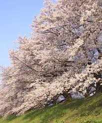 Ornamental trees for sale at front range landscape and nursery are flowering trees that can create a lot of interest within your landscape. Flowering Cherry Tree Bower Branch 3 Year Guarantee Available