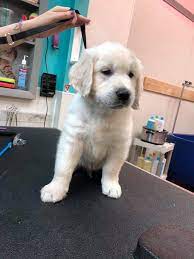 Welcome to purrdy paws pet grooming spa! Paws Pet Grooming Home Facebook