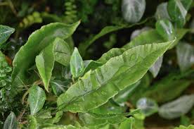 Image result for Oleandra