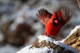 Vom nektar der blüten naschen wiederum die falter selbst. Farbfinken Als Ziervogel Vogelarten Markt De