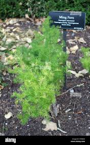 Image result for Asparagus macowanii