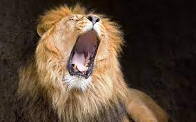 بالصور خلفيات ملك الغابة الاسد اقوى حيوانات البرية يزأر lion pictures lion wallpaper lion