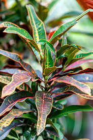 Posted on october 6, 2011 by soulofagardener. Hd Wallpaper Plant Garden Croton Shrub Nursery Variegated Leaves Leaf Wallpaper Flare