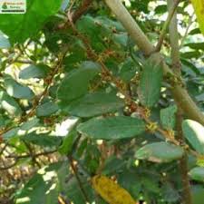 Image result for Bridelia ripicola