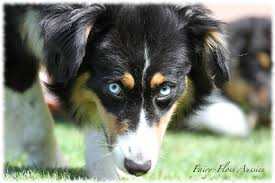 We did not find results for: Mini Aussie Rentner Ehemalige Zuchthunde Fairy Floss Mini Aussies Miniature Australian Shepherd