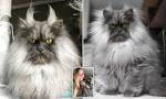 Top 10 Unusual Cat Breeds - Listverse