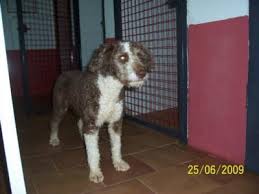 Somos criadores da raça de cão de água português, que através de uma selecção cuidada dos exemplares na morfologia e temperamento, nos testes de genética para as doenças tradicionais da raça, e na avaliação de displasia, obtemos dados para uma estratégia de criação saudável, sustentável. Cao De Agua Portugues Mix Piluka Hundin Zuhause Gefunden Viva Animal E V Happy Ends Archiv Von Zergportal De