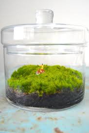 Terrarium Insolite Terrarium Figurines Terrarium Moss Terrarium