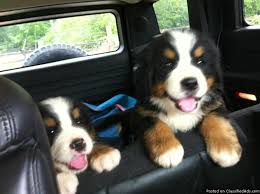 They are rather friendly with strangers, and are generally good with other. Bernese Mountain Dog Puppies Akc Registered Price 800 00 For Sale In Alpharetta Georgia Best Pets Online