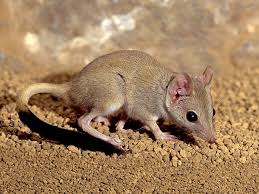 Kowari Endangered Animals List Our Endangered Animals Australian Animals Endangered Animals List Animals