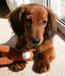 Cute Puppy Dogs Long Haired Miniature Dachshund Puppies Dachshund Puppies Long Haired Miniature Dachshund Dachshund Puppy Miniature