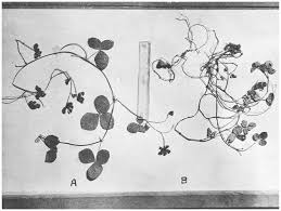 Image result for Eriosema rhynchosioides