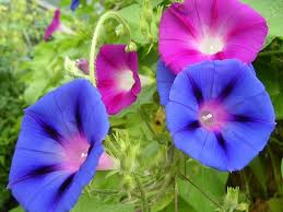 When you give this flower to someone then you will express million different emotions, which words could never describe, for this reason, this flower. Morning Glory Lovetoknow