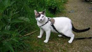 Check spelling or type a new query. If You Live In The City You May Need To Walk Your Cat On A Leash