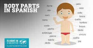 An english word and a picture follows the translated word. The Ultimate Guide To Body Parts In Spanish