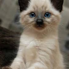 Pin By Marisol Gingras On Minik Canlilar Cute Cats Photos Cats Baby Cats