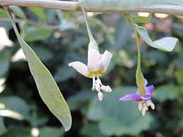 We will go over how many years it takes for them to start making goji. Growing Goji Berries In The Garden Garden Mentors