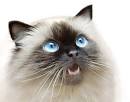 Himalayan Cat Names
