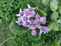 Image result for Calotropis gigantea