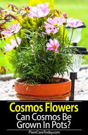 Cosmos Flower Growing And Care For The Cosmos Plant Cosmos Plant Plants Cosmos Flowers