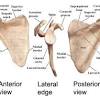 It is the area of articulation with the transverse process of the vertebra. 1