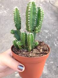 Can't get rid of succulent pests? 80 Fairy Castle Cactus Ideas Fairy Castle Cactus Fairy Castle Cactus