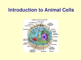Is there a nucleolus in animal cells. Ppt Introduction To Animal Cells Powerpoint Presentation Free Download Id 153396