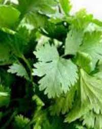 Cilantro Meaning In Tamil Telugu Marathi Kannada Malayalam In Hindi Name Gujarati In Marathi Indian Name English Other Names Called As Translation Pocket News Alert