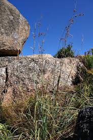 Image result for Hyparrhenia cymbaria