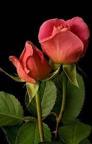 Las mejores 440 ideas de Rosas naranja | rosas, rosas bonitas, flores  bonitas