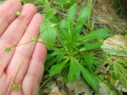 Image result for Embelia welwitschii